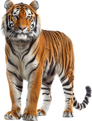 Fototapeta premium Majestic tiger stares intensely forward, exuding a sense of power