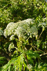 Bärenklau,  Riesenbärenklau,  Herkulesstaude,  Heracleum mantegazzianum