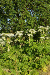Bärenklau,  Riesenbärenklau,  Herkulesstaude,  Heracleum mantegazzianum