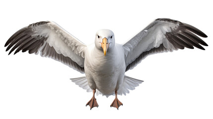 Fototapeta premium White Seabird With Spread Wings In Flight