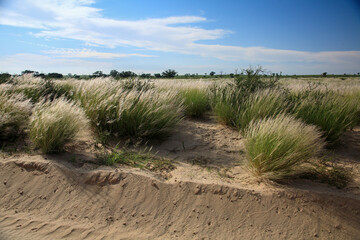 Kgalagadi Transfrontier Park one of the great parks of South Africa wildlife and hospitality in the Kalahari desert