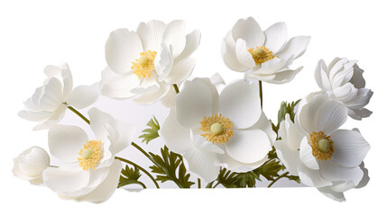 Close Up of White Anemone Flowers on White Background