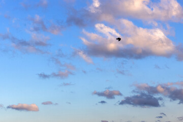 Single bird flying in the blue sky with white clouds