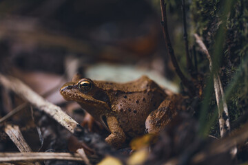 European Commmon Frog sitting in the forest