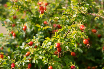 Wild rose hips berries on the branch