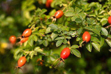 Red fresh berries of Sweet Brief (Rosa Eglantaria) ready to be harvested with green blurred...