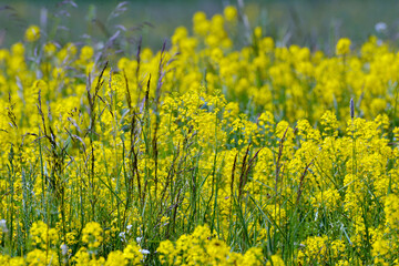 Barbarakraut, Gewöhnliches Echtes, Barbarea vulgaris