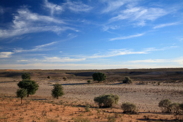 Kgalagadi Transfrontier Park one of the great parks of South Africa wildlife and hospitality in the Kalahari desert