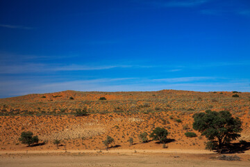 Kgalagadi Transfrontier Park one of the great parks of South Africa wildlife and hospitality in the Kalahari desert