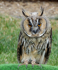 Common barn owl animal portrait in autumn forest. Close-up of clever old eagle owl. Bureaucratic owl, also called field-buckthorn, field owl, guede, urucura, urucurian. Bird with bright orange eyes
