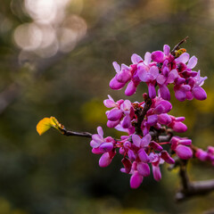 Beautiful judas tree fuchsia colored flowers with light bubbles in the background. Spring has come...