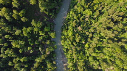 River and the forest 