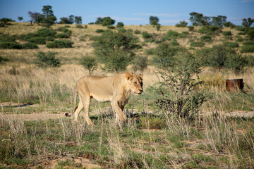 lion kgalagadi Transfrontier Park one of the great parks of South Africa wildlife and hospitality in the Kalahari desert