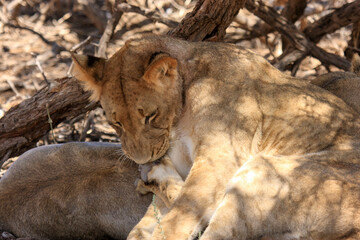 Kgalagadi Transfrontier Park one of the great parks of South Africa wildlife and hospitality in the Kalahari desert
