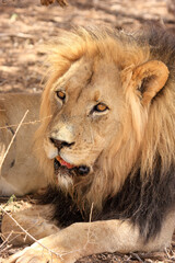 Kgalagadi Transfrontier Park one of the great parks of South Africa wildlife and hospitality in the Kalahari desert