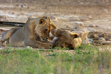 Kgalagadi Transfrontier Park one of the great parks of South Africa wildlife and hospitality in the Kalahari desert