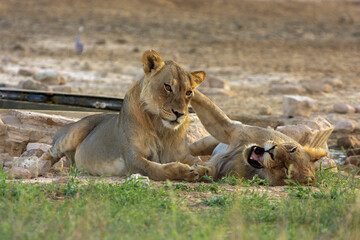 lion kgalagadi Transfrontier Park one of the great parks of South Africa wildlife and hospitality in the Kalahari desert
