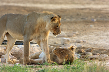 lion Kgalagadi Transfrontier Park one of the great parks of South Africa wildlife and hospitality in the Kalahari desert