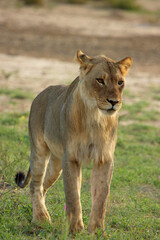 lion kgalagadi Transfrontier Park one of the great parks of South Africa wildlife and hospitality in the Kalahari desert