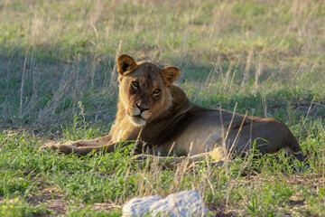 lion Kgalagadi Transfrontier Park one of the great parks of South Africa wildlife and hospitality in the Kalahari desert