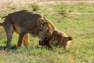 Fototapeta premium Kgalagadi Transfrontier Park one of the great parks of South Africa wildlife and hospitality in the Kalahari desert