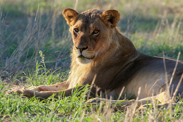 lion kgalagadi Transfrontier Park one of the great parks of South Africa wildlife and hospitality in the Kalahari desert