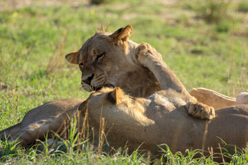 lion Kgalagadi Transfrontier Park one of the great parks of South Africa wildlife and hospitality in the Kalahari desert