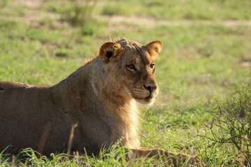 lion kgalagadi Transfrontier Park one of the great parks of South Africa wildlife and hospitality in the Kalahari desert