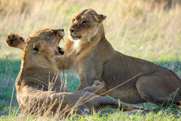 Kgalagadi Transfrontier Park one of the great parks of South Africa wildlife and hospitality in the Kalahari desert