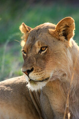 lion Kgalagadi Transfrontier Park one of the great parks of South Africa wildlife and hospitality in the Kalahari desert