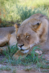 Naklejka premium lion Kgalagadi Transfrontier Park one of the great parks of South Africa wildlife and hospitality in the Kalahari desert