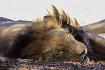 Naklejka premium lion Kgalagadi Transfrontier Park one of the great parks of South Africa wildlife and hospitality in the Kalahari desert