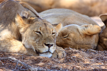 Kgalagadi Transfrontier Park one of the great parks of South Africa wildlife and hospitality in the Kalahari desert