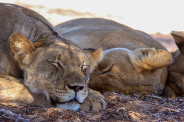 Kgalagadi Transfrontier Park one of the great parks of South Africa wildlife and hospitality in the Kalahari desert