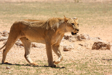 lion Kgalagadi Transfrontier Park one of the great parks of South Africa wildlife and hospitality in the Kalahari desert