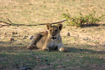 Kgalagadi Transfrontier Park one of the great parks of South Africa wildlife and hospitality in the Kalahari desert