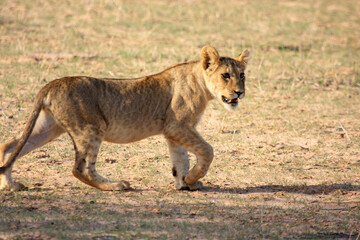 Kgalagadi Transfrontier Park one of the great parks of South Africa wildlife and hospitality in the Kalahari desert