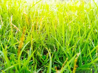 green grass background