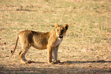 lion Kgalagadi Transfrontier Park one of the great parks of South Africa wildlife and hospitality in the Kalahari desert