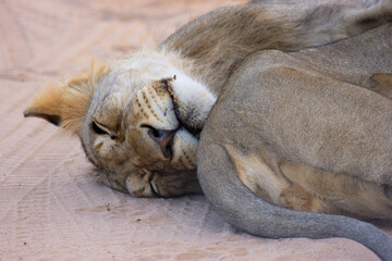 Kgalagadi Transfrontier Park one of the great parks of South Africa wildlife and hospitality in the Kalahari desert