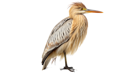 White-Faced Heron Standing on White Background