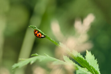 ladybug perching on the plant leaf close-up