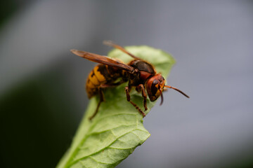 Hornisse Vespa crabro im heimischen Garten