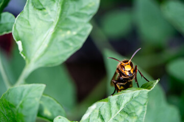 Hornisse Vespa crabro im heimischen Garten