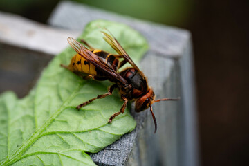 Hornisse Vespa crabro im heimischen Garten