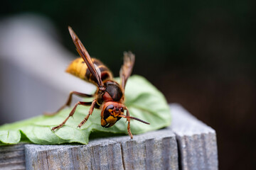 Hornisse Vespa crabro im heimischen Garten