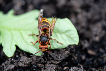 Hornisse Vespa crabro im heimischen Garten