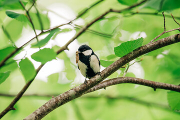 Japanese tit with caterpillar on a branch