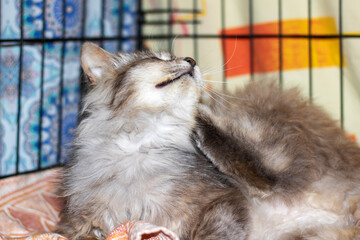 Obraz premium In a cage, a cat is scratching its head with its whiskers visible