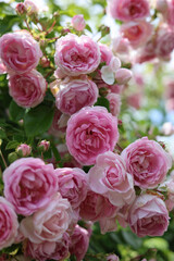 Relaxing and romantic cottage garden scene showing masses of beautiful english pink climbing roses in summer sunshine.	